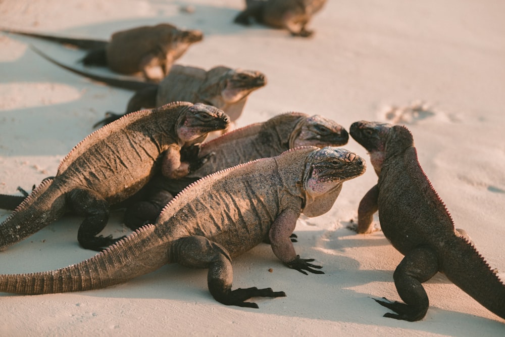 group of comodo dragons