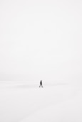 person walking on snowfield