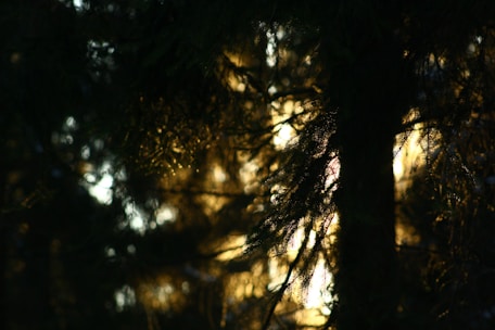 Soft sunlight filtering through leafy branches, casting warm shadows on a quiet forest floor.