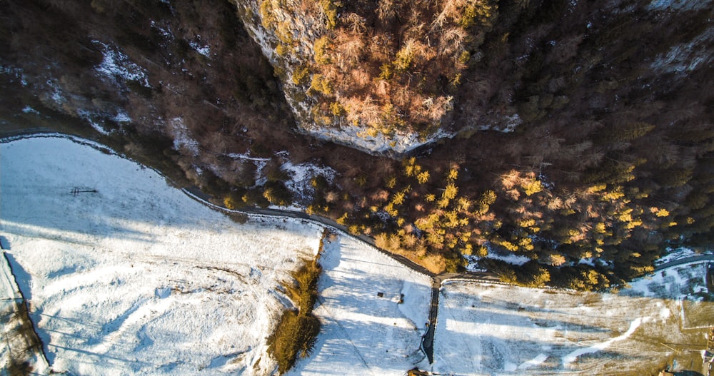 aerial photography of brown trees and mountain