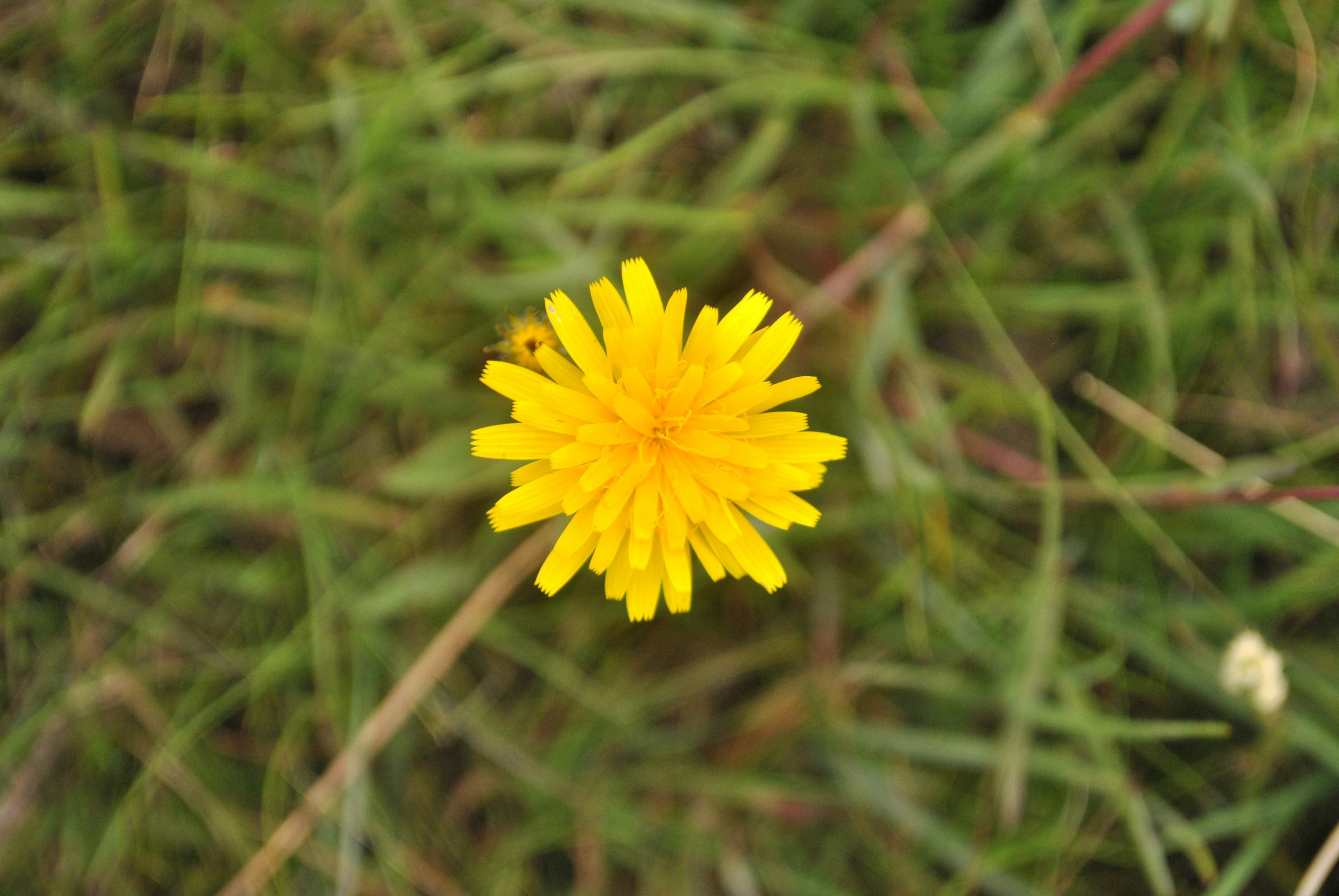 Free Unsplash photo from Matheus Lourenço