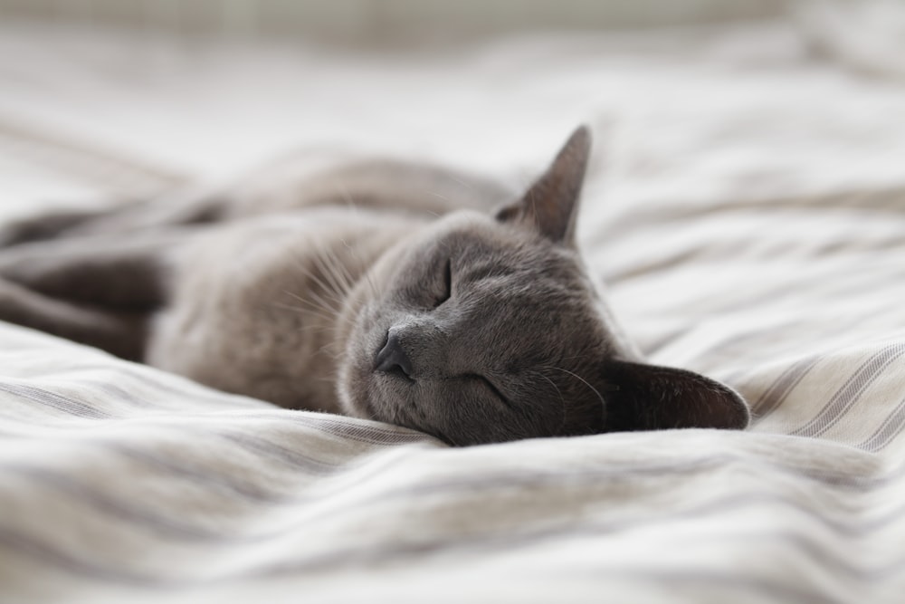 Russian Blue cat sleeping on whit textile