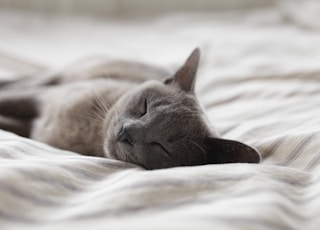 Russian Blue cat sleeping on whit textile