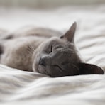 Russian Blue cat sleeping on whit textile