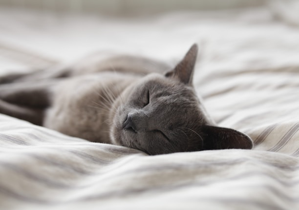 Russian Blue cat sleeping on whit textile