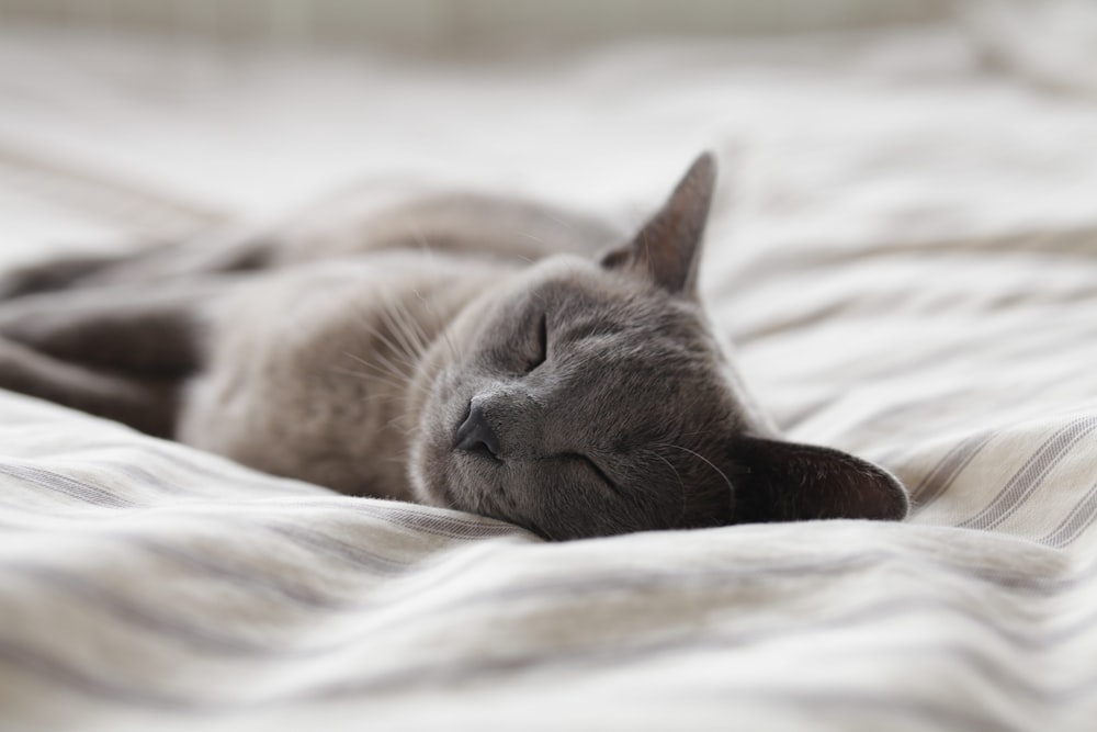 Gatto blu di Russia che dorme su tessuto bianco