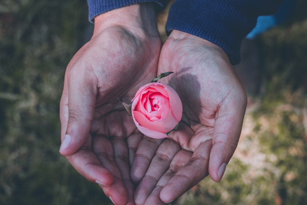 person holding pink rose