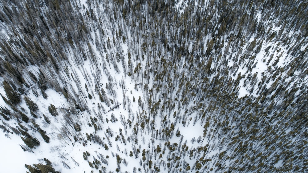 trees covered with snow