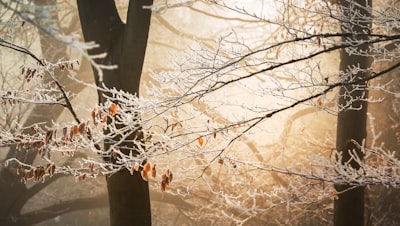 brown trees with bare branches jack frost teams background