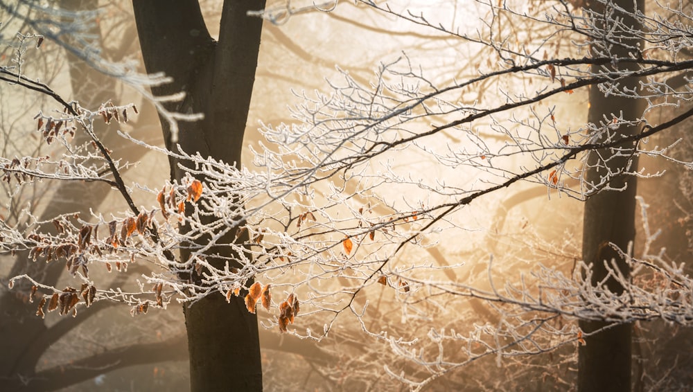 arbres bruns aux branches nues