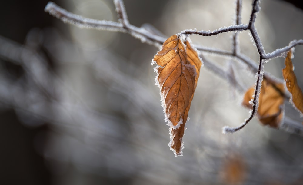 shallow focus photo of leaf