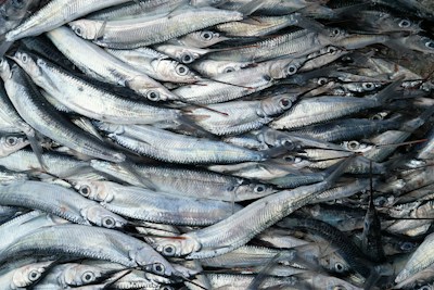 Salted Fish (Gillbaka)