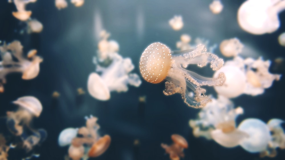 underwater jelly fish photo