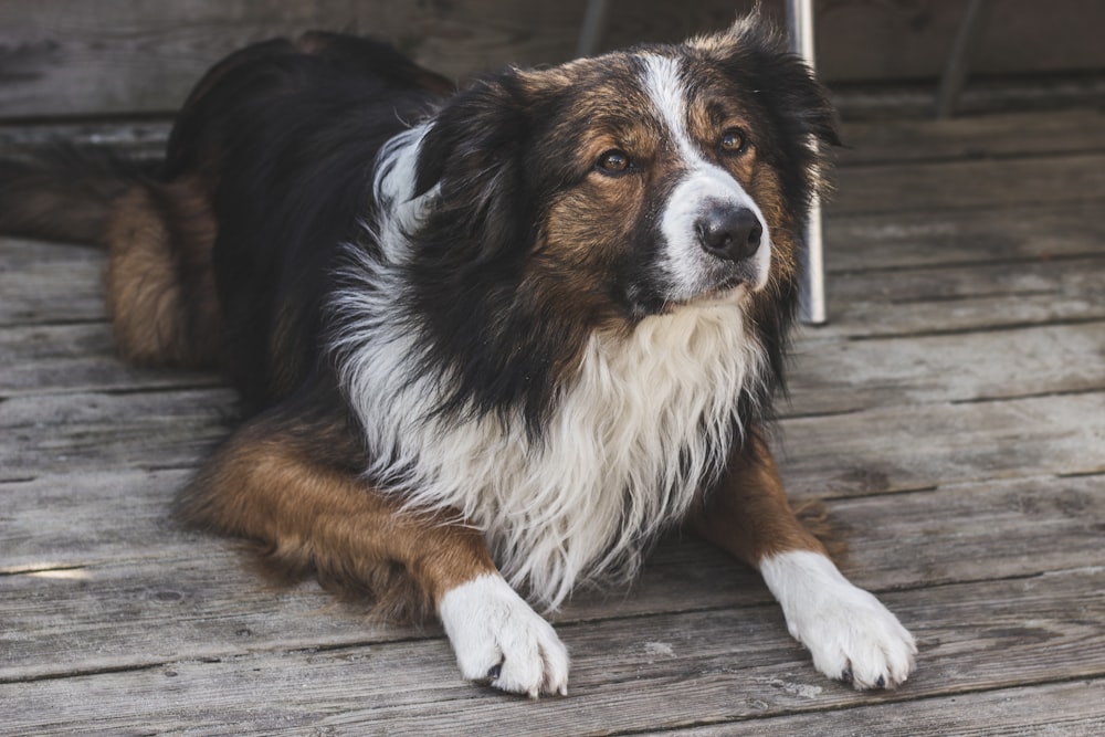 brown, black, and white dog lying on floor