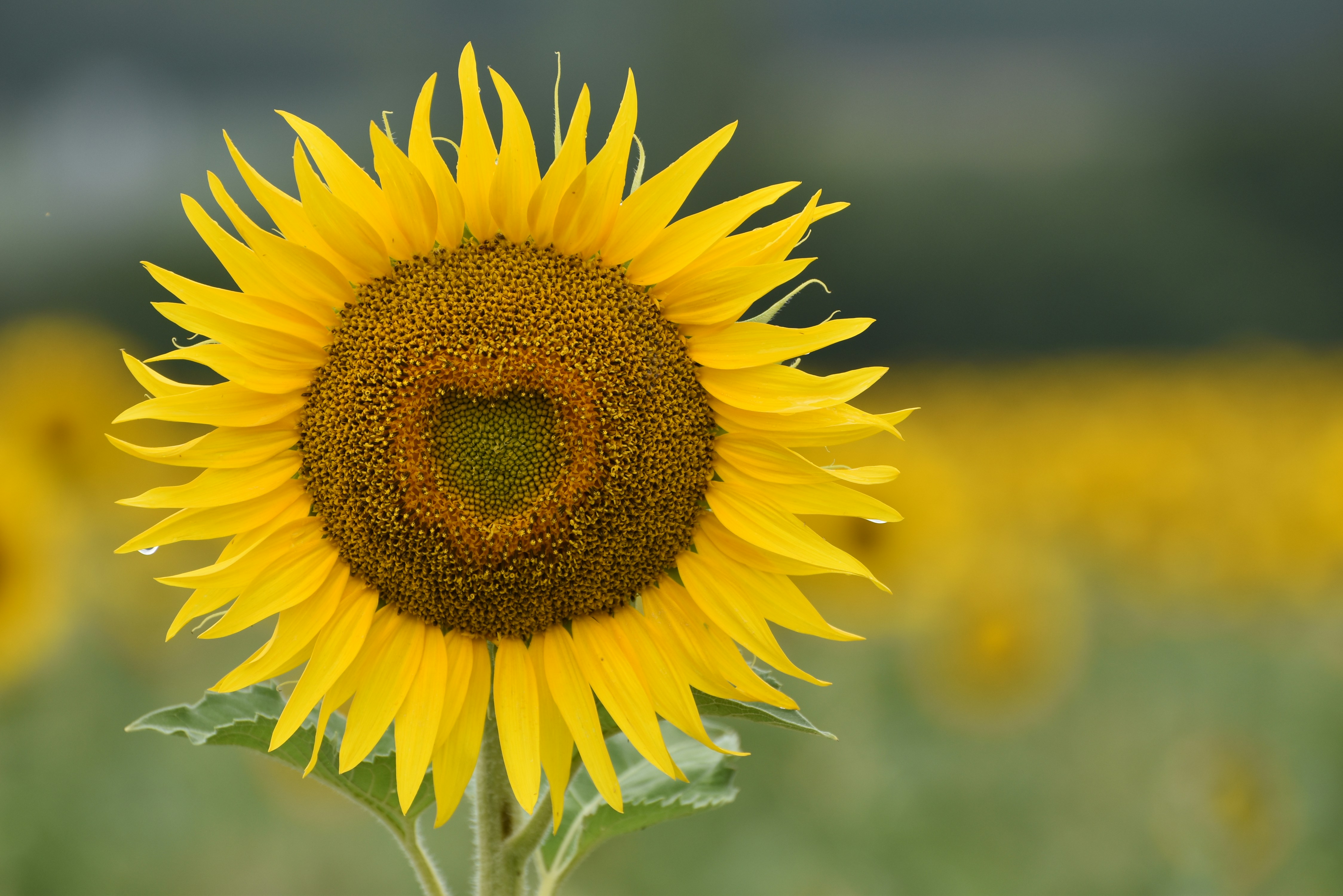 Free Unsplash photo from Marco Tieleman