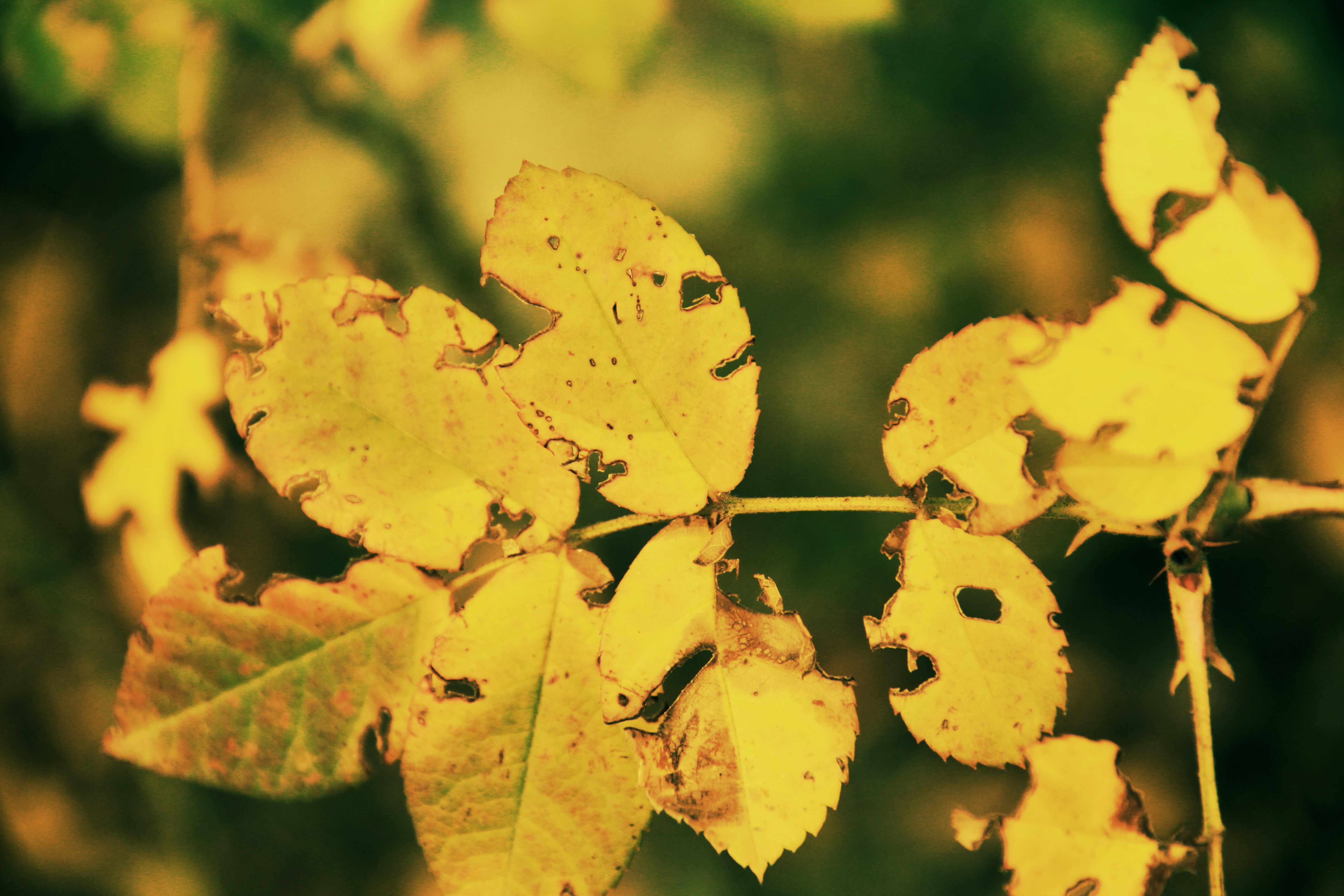 Free Unsplash photo from Davit Grigoryan