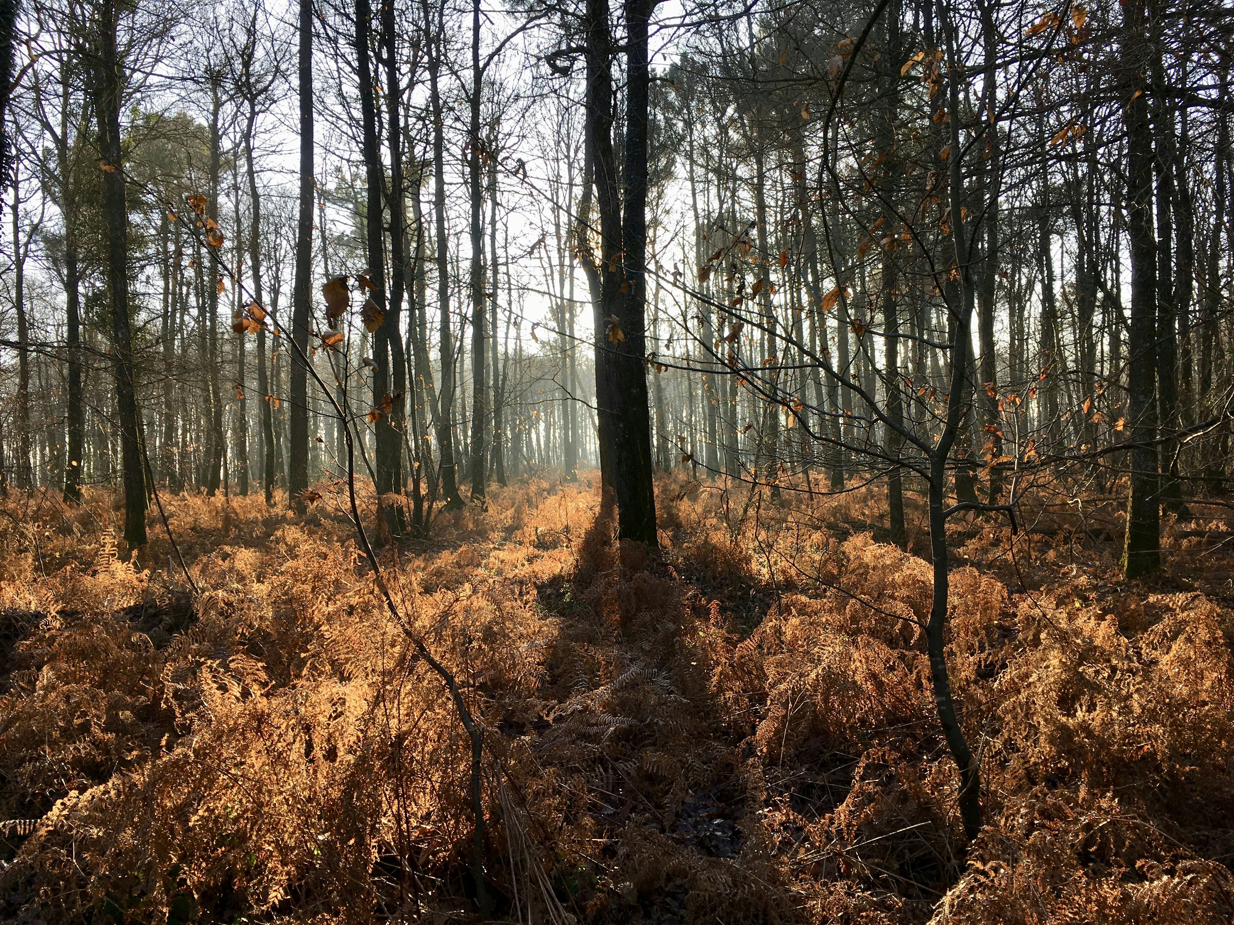 Free Unsplash photo from Benjamin Bail