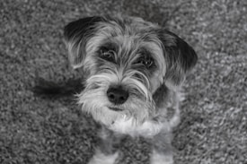 A small, scruffy dog with a mix of black, white, and gray fur gazes upwards with a curious and endearing expression. The background is a textured carpet with a speckled pattern.