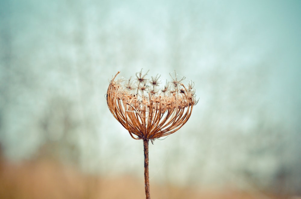 Photo de mise au point peu profonde de fleurs brunes