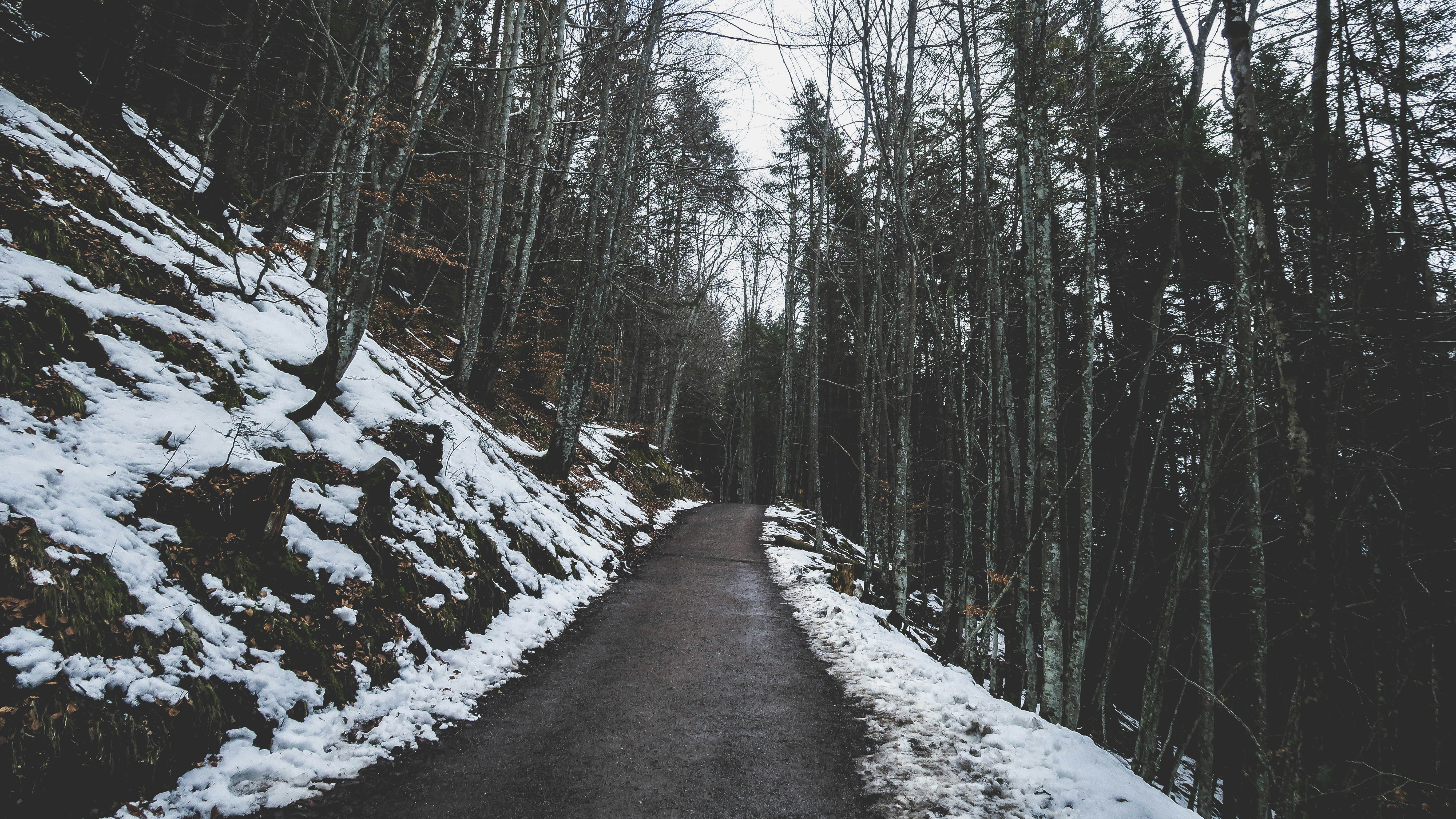 gray pathway between trees covered with snow during daytime