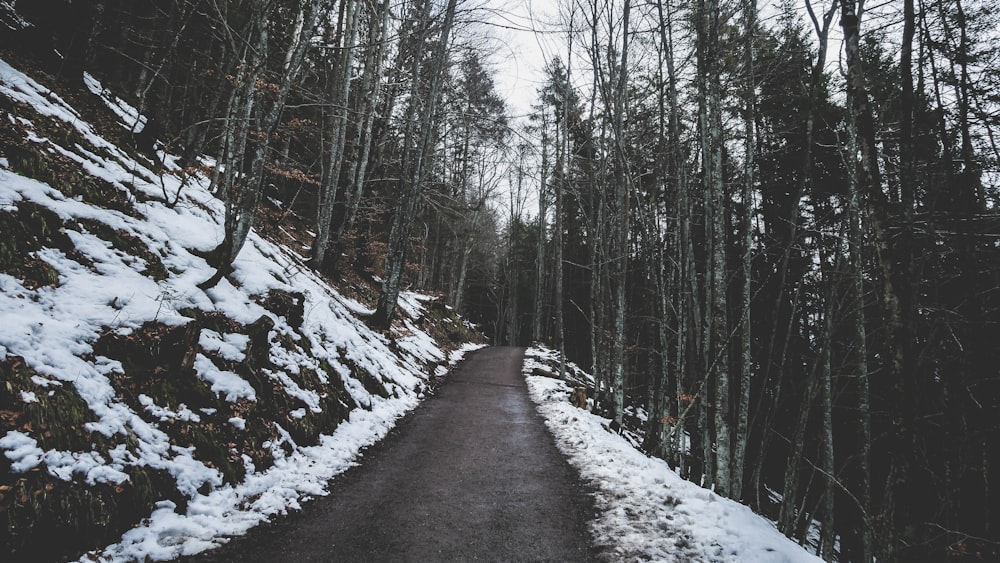 gray pathway between trees covered with snow during daytime