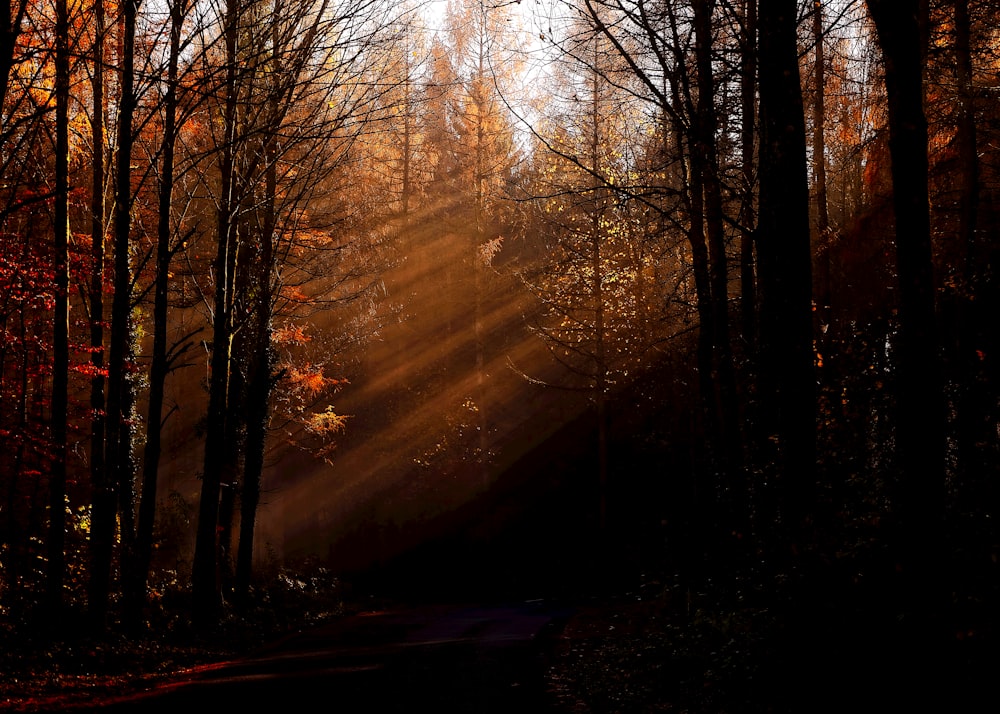 pinos y árboles desnudos iluminados por la luz del sol