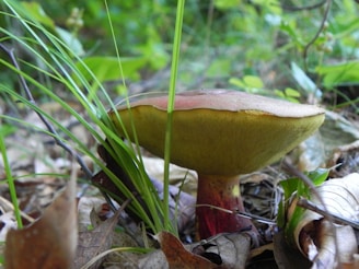 A large mushroom is growing among dry leaves and green grass in a natural forest setting. The mushroom has a thick stem with a reddish hue and a broad, flat cap with a muted yellow and brown color.