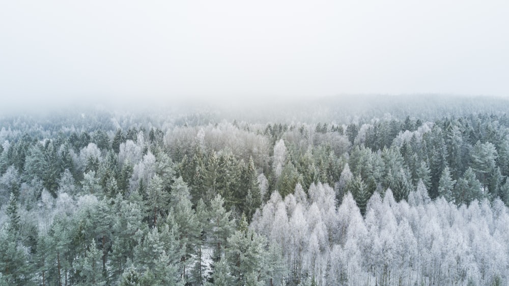 bird's eye view photography of pine trees during winter