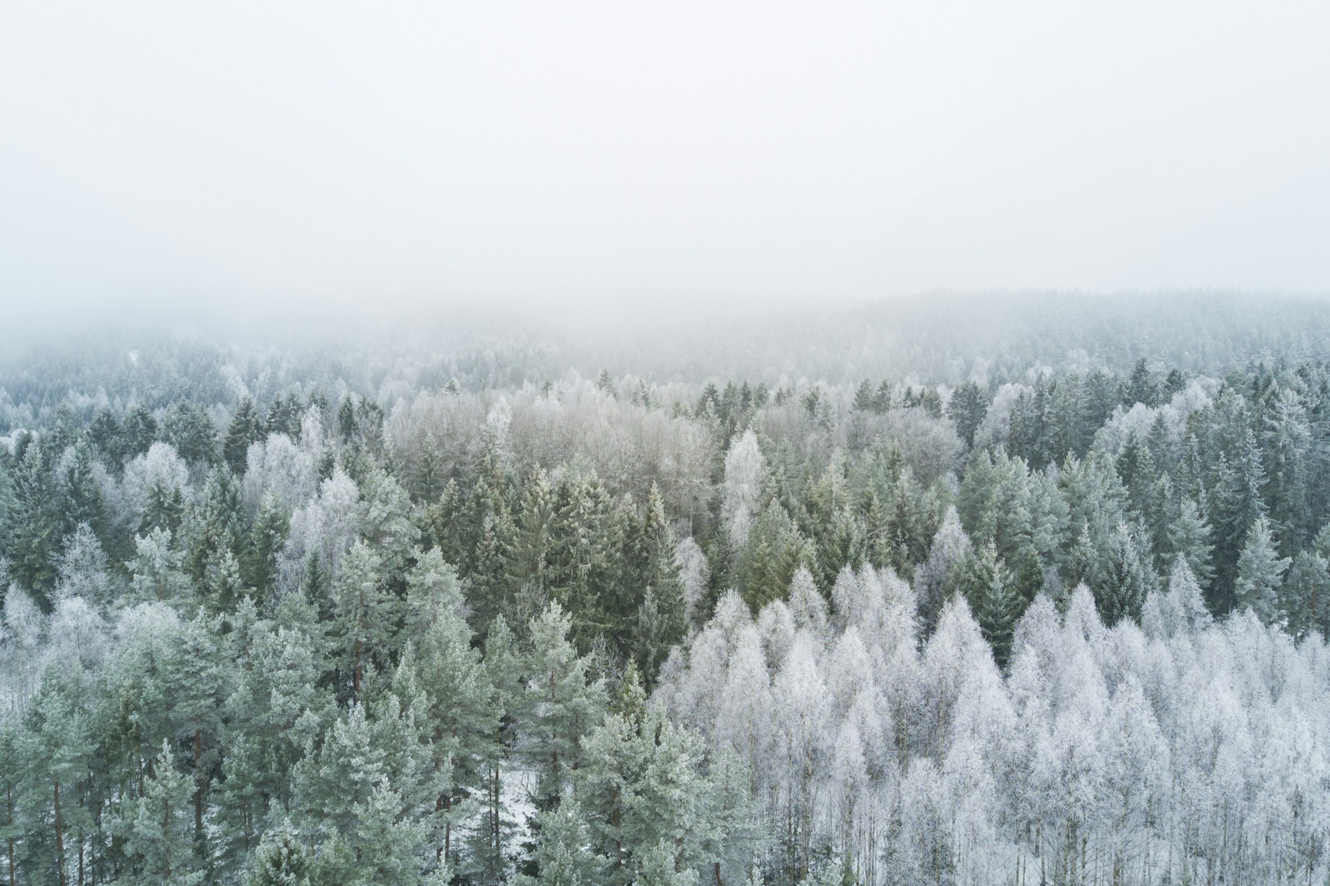 bird's eye view photography of pine trees during winter