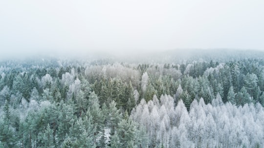 bird's eye view photography of pine trees during winter in Nesoddtangen Norway