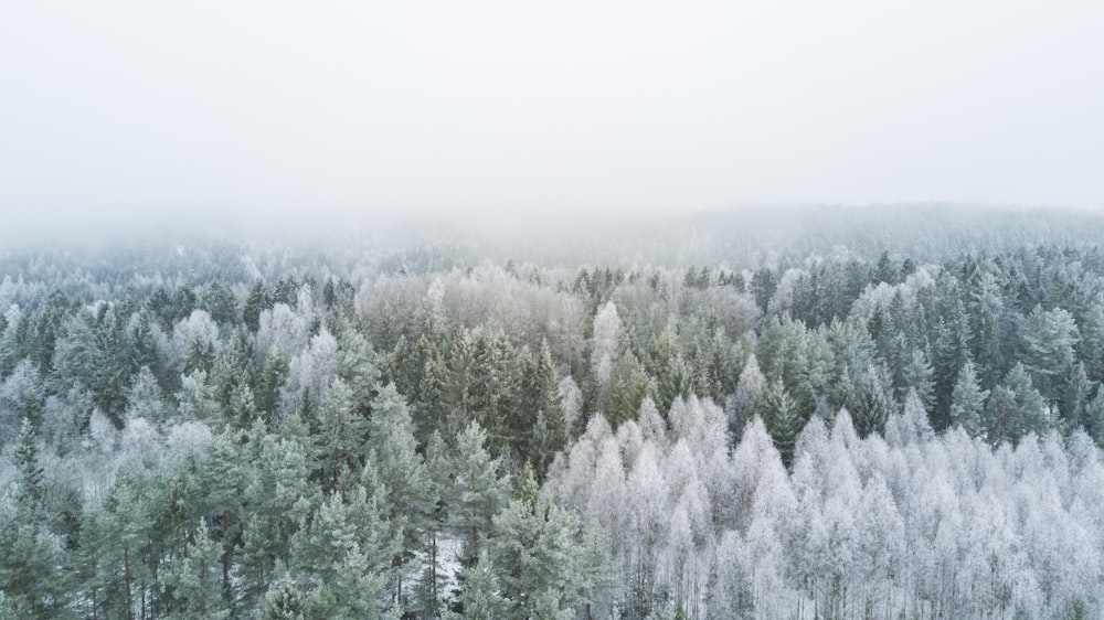 Fotografía a vista de pájaro de pinos durante el invierno