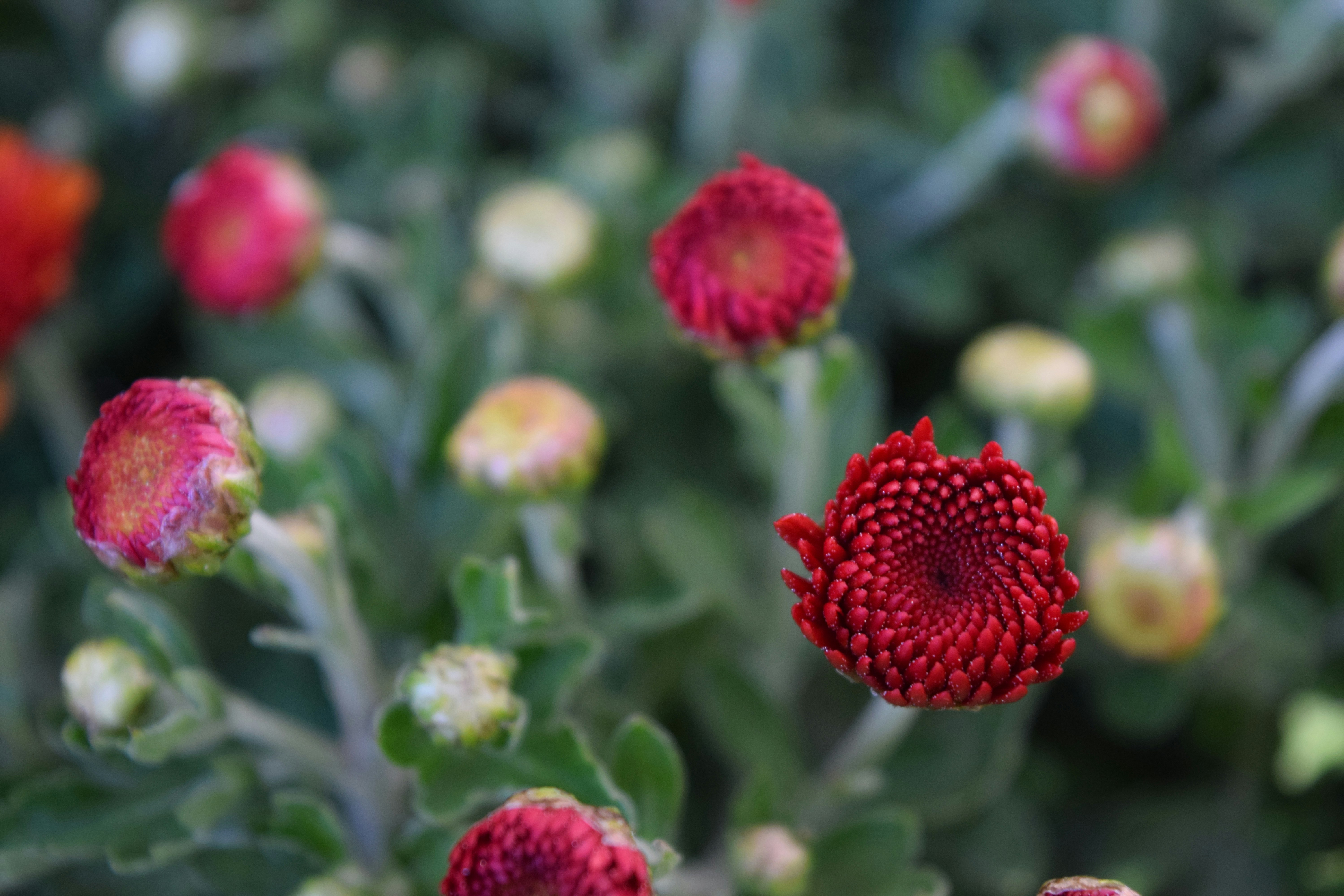 Free Unsplash photo from Michelle Kachler