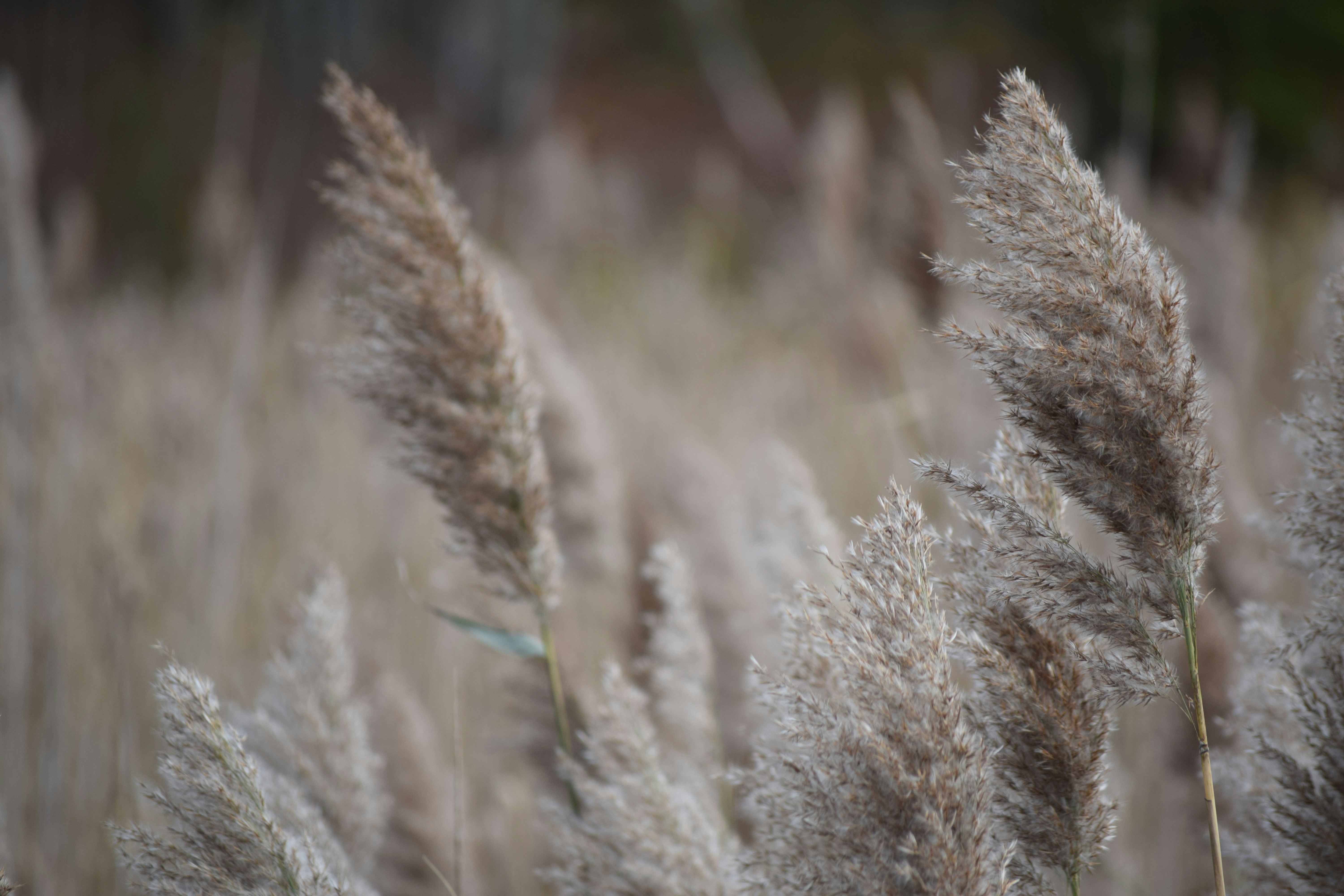 Free Unsplash photo from Michelle Kachler