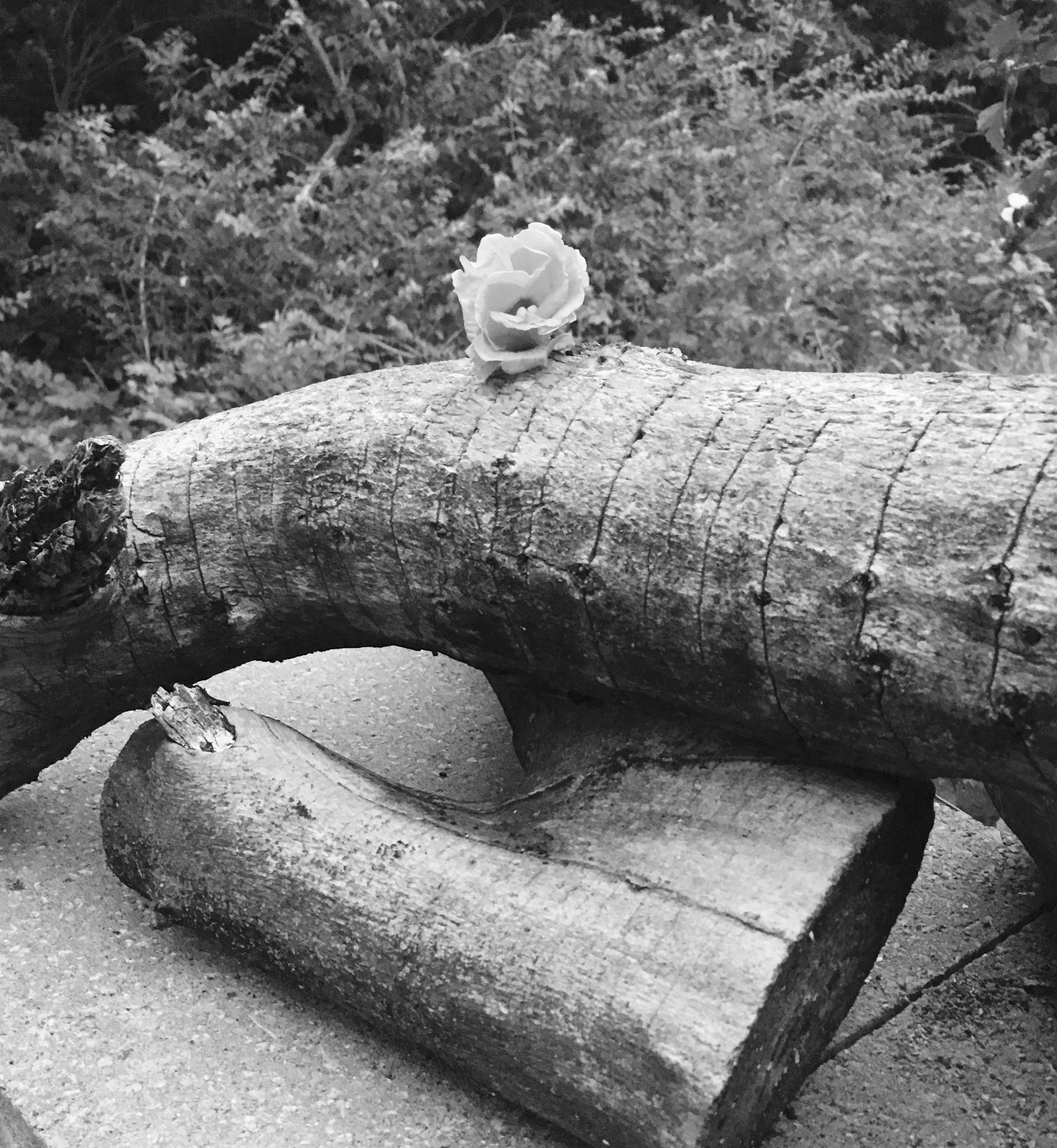 Free Unsplash photo from Rosalind  Wilson