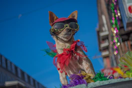 A happy dog wearing a handcrafted, vibrant outfit in a sunny Celaya street.