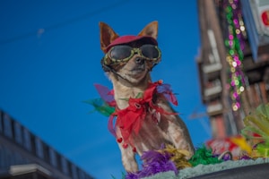 A small dog wearing colorful attire, including a red cap and goggles, stands against a vivid blue sky. It is adorned with a red bow and multicolored decorations, giving a festive appearance. The background includes blurred urban elements and bright, colorful lights, suggesting a parade or celebration setting.