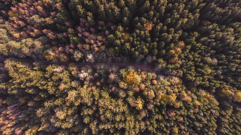 aerial view of green trees