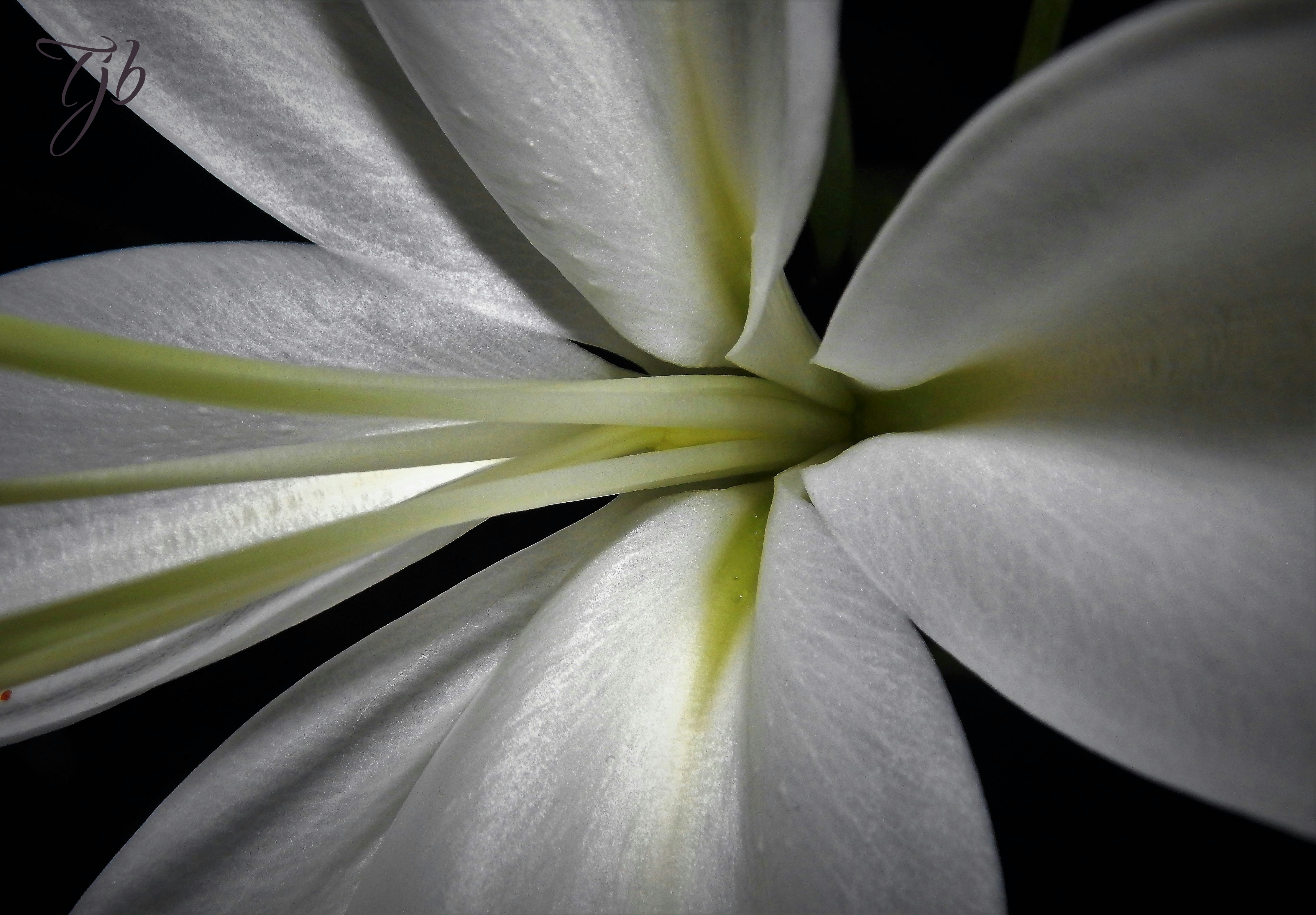 Free Unsplash photo from Thomas Bright