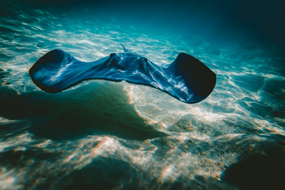 close up photo of manta ray