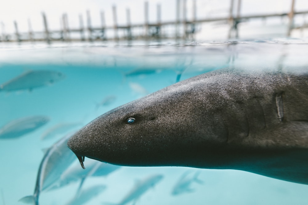 gray fish closeup photography