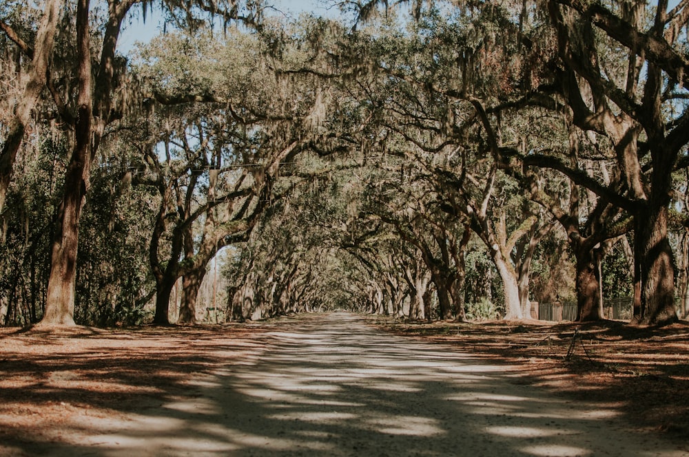 road between green trees