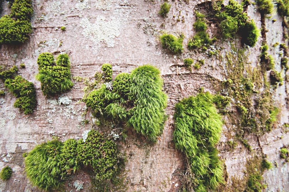 hierba verde en la montaña