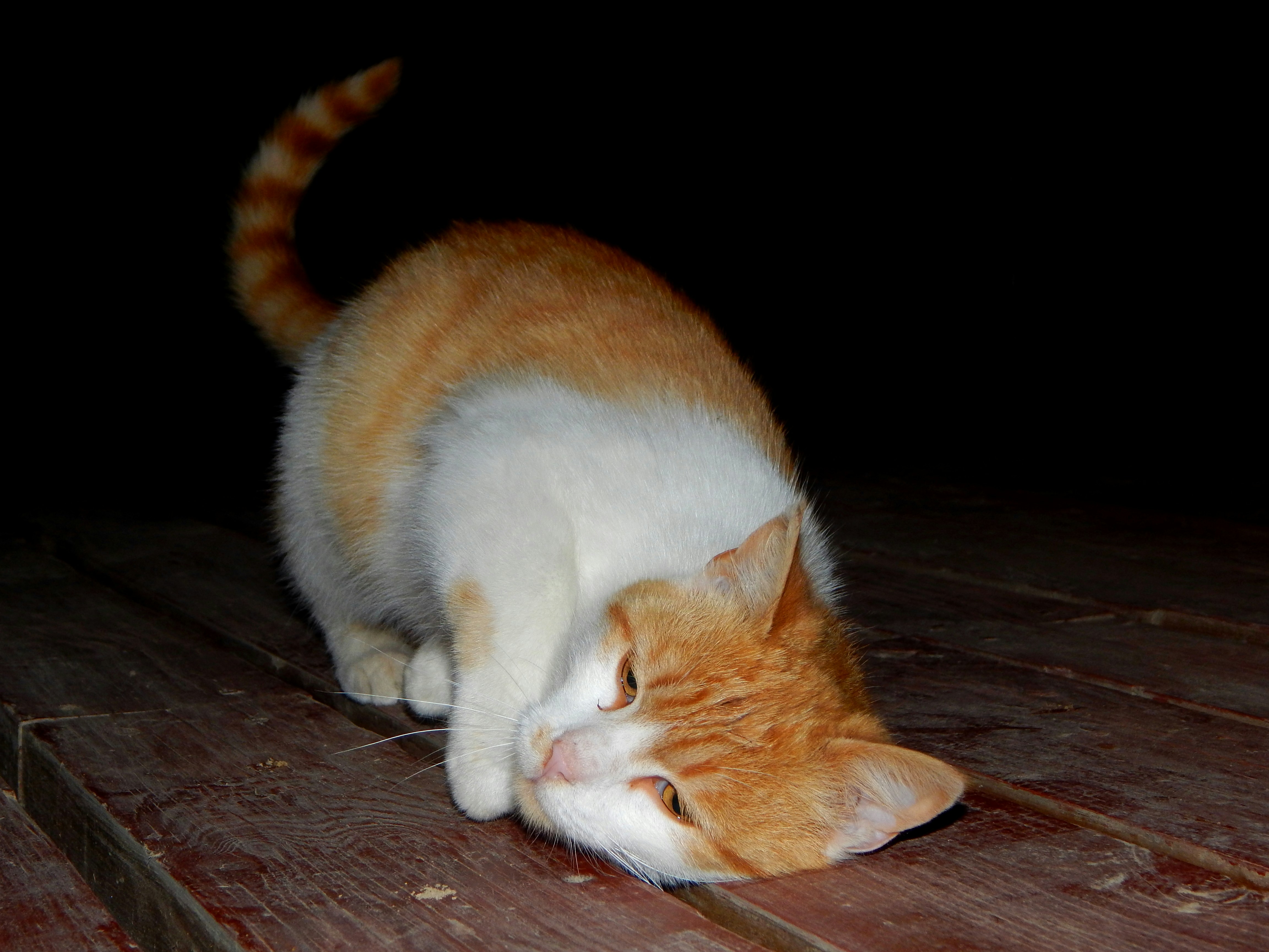 Free Unsplash photo from Vlad Naskovski