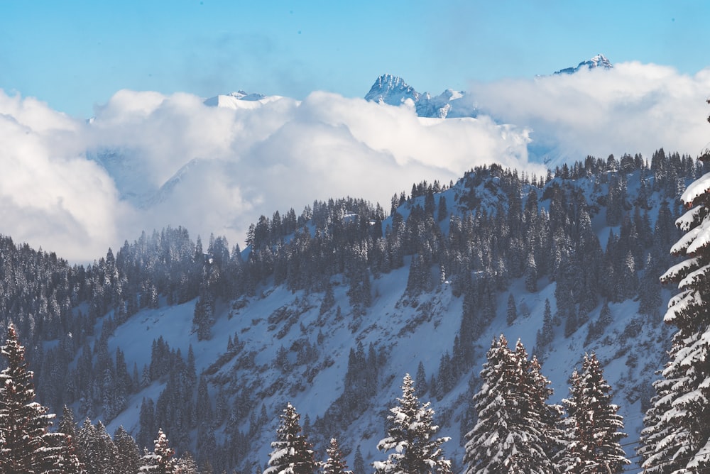 Vue sur la forêt pendant la journée