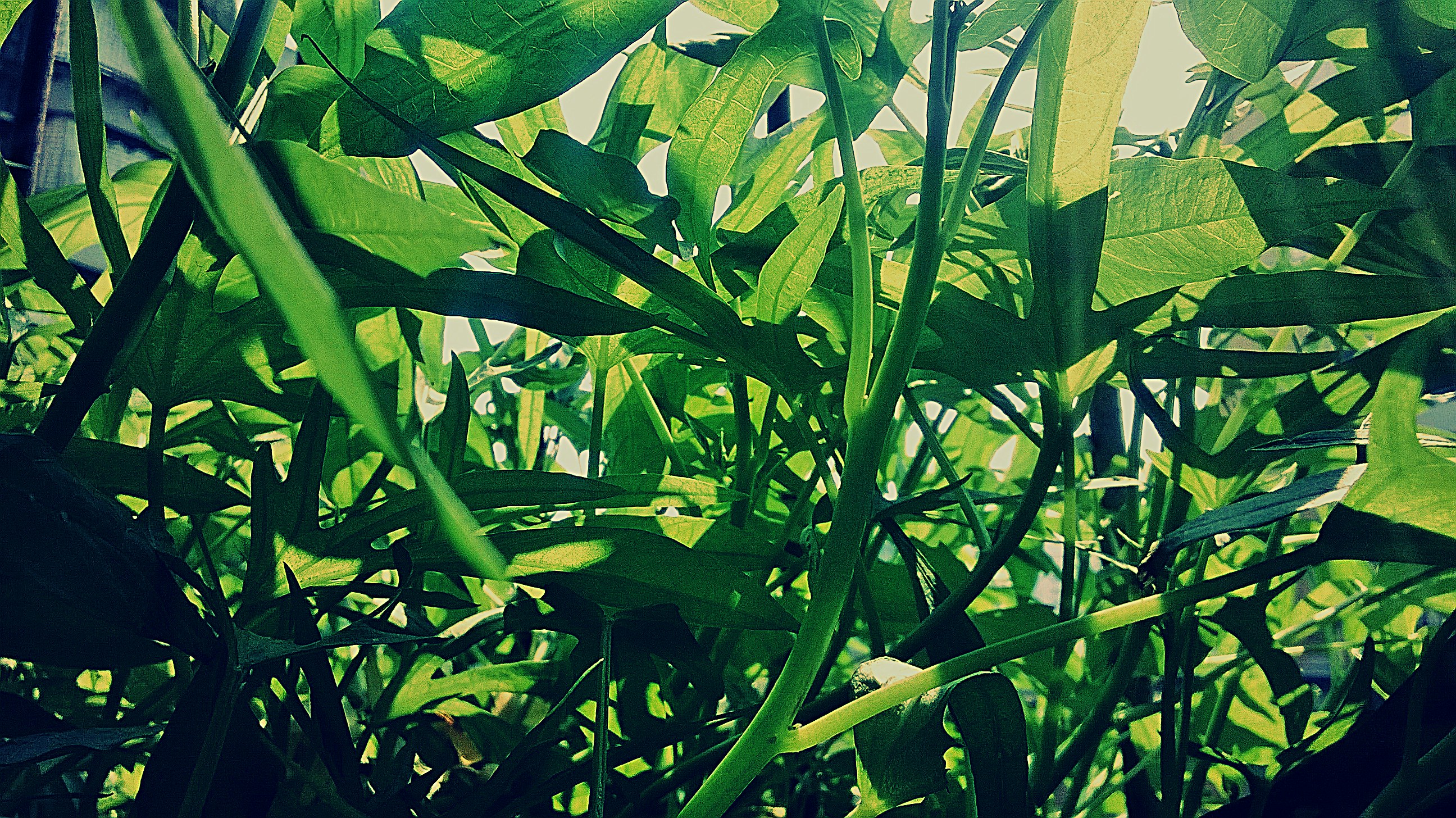 Free Unsplash photo from John Sheh