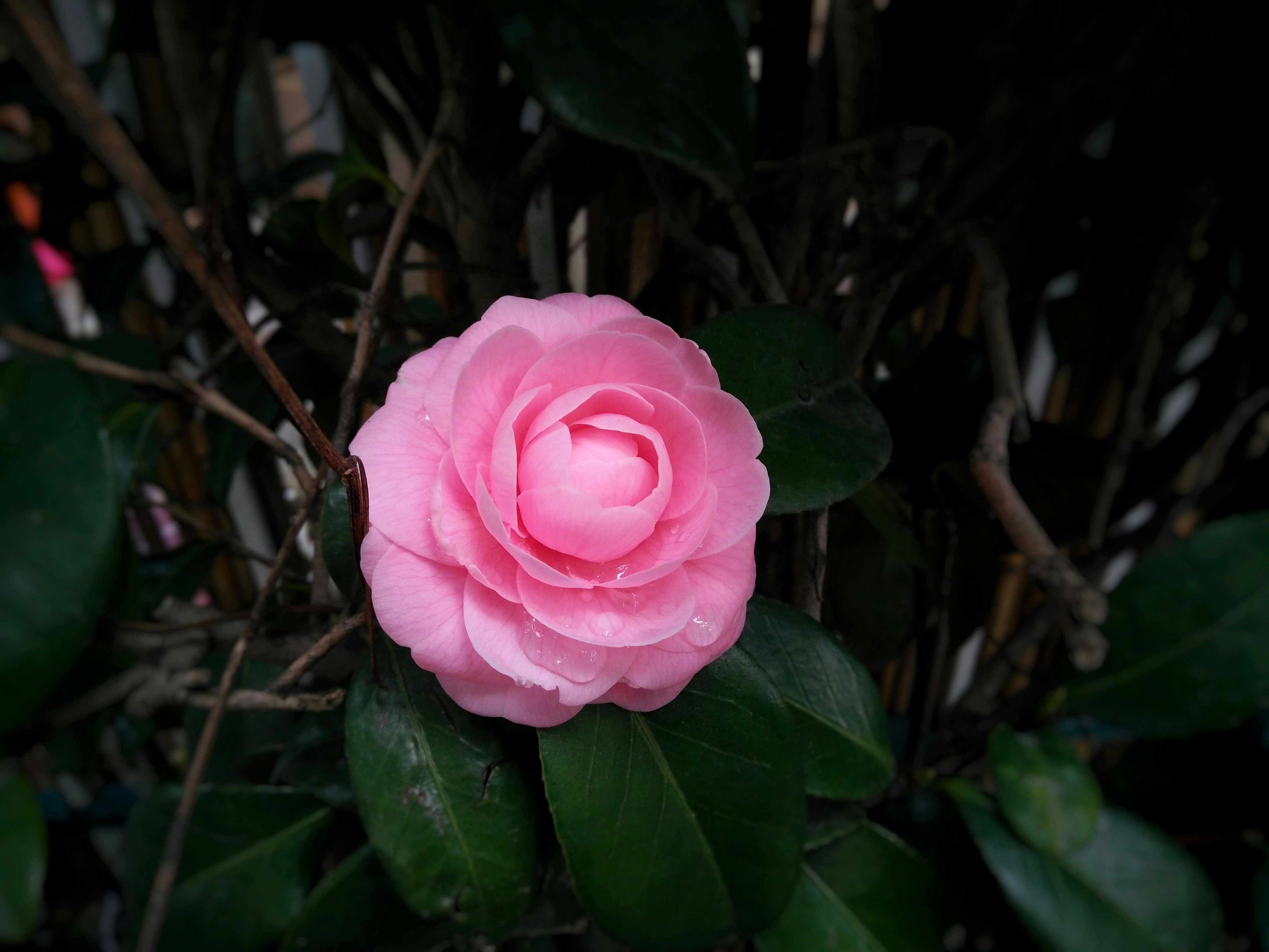 Free Unsplash photo from S hanY