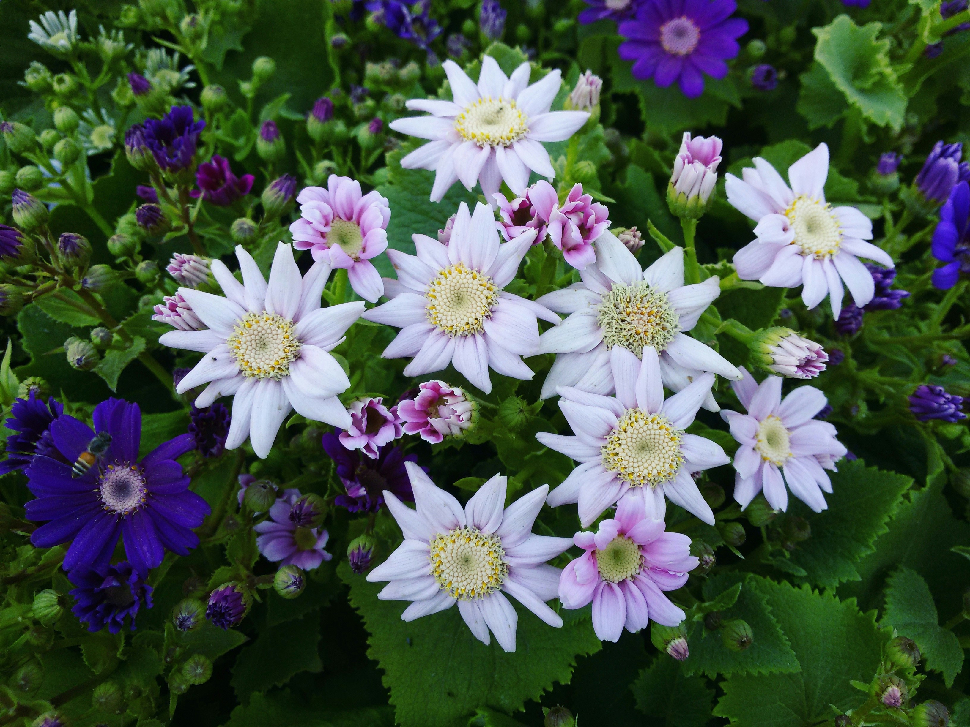 Free Unsplash photo from Himanshu Mahawar