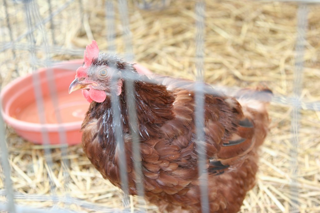 Poultry Grain Feeder