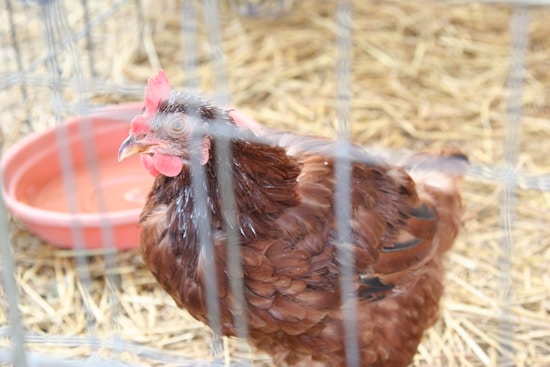 A brown chicken with a red comb and wattles is inside a wire enclosure. Behind the chicken is a red plastic water dish. The ground is covered with straw.