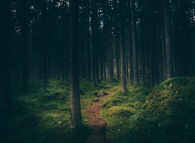 Lost in the Wilderness